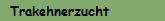 Trakehnerzucht